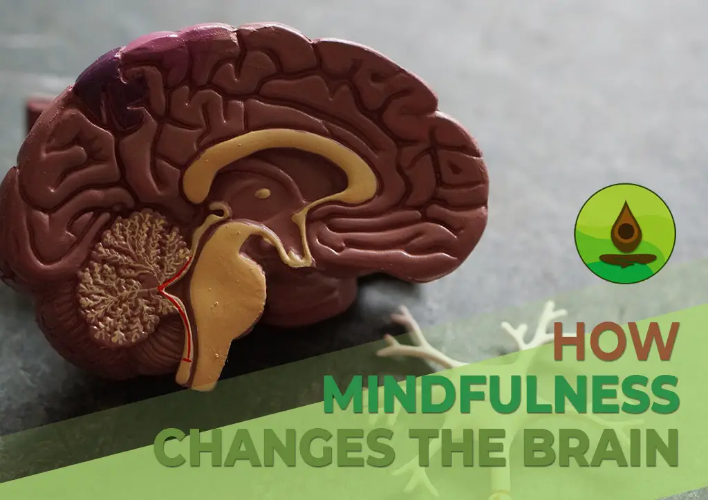 how mindfulness changes the brain